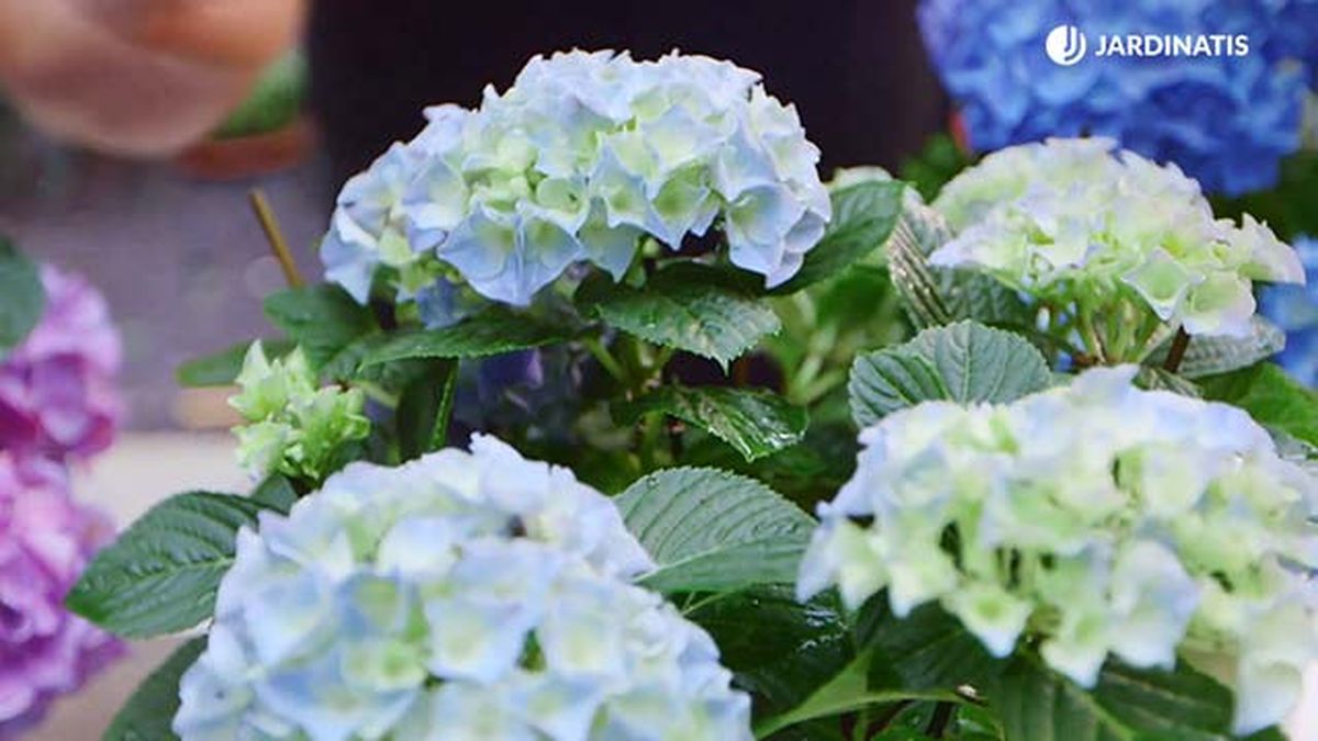 brico 0917 3 potenciar color hortensias variedad magical