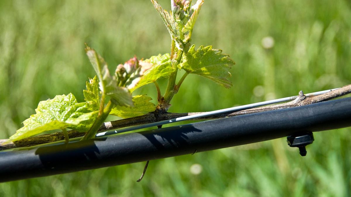 Sistema de riego por goteo   95263775