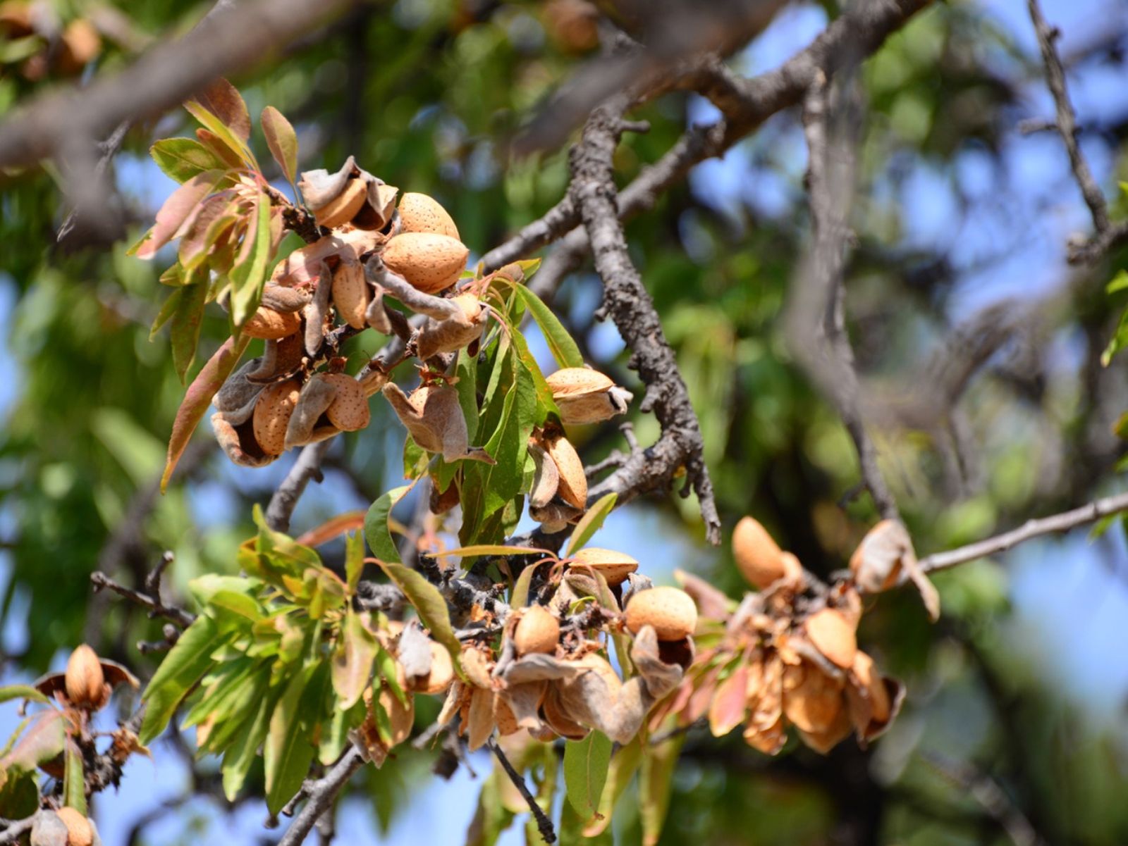 Almendras en el árbol. Almendras en el árbol.