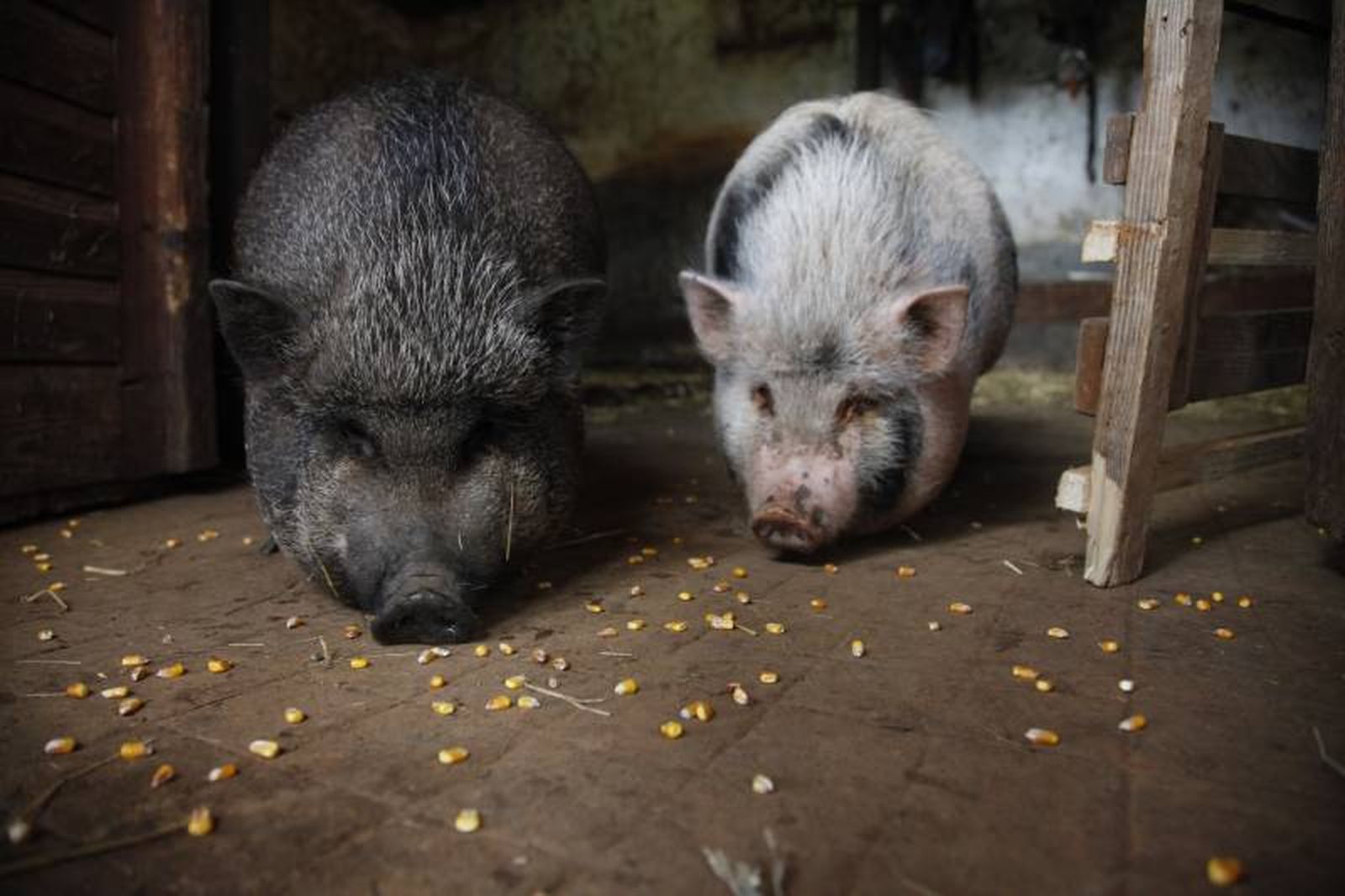 Suelen alcanzar un tamaño de unos 50 centímetros y un peso de unos 40-130 kg. Suelen alcanzar un tamaño de unos 50 centímetros y un peso de unos 40-130 kg.