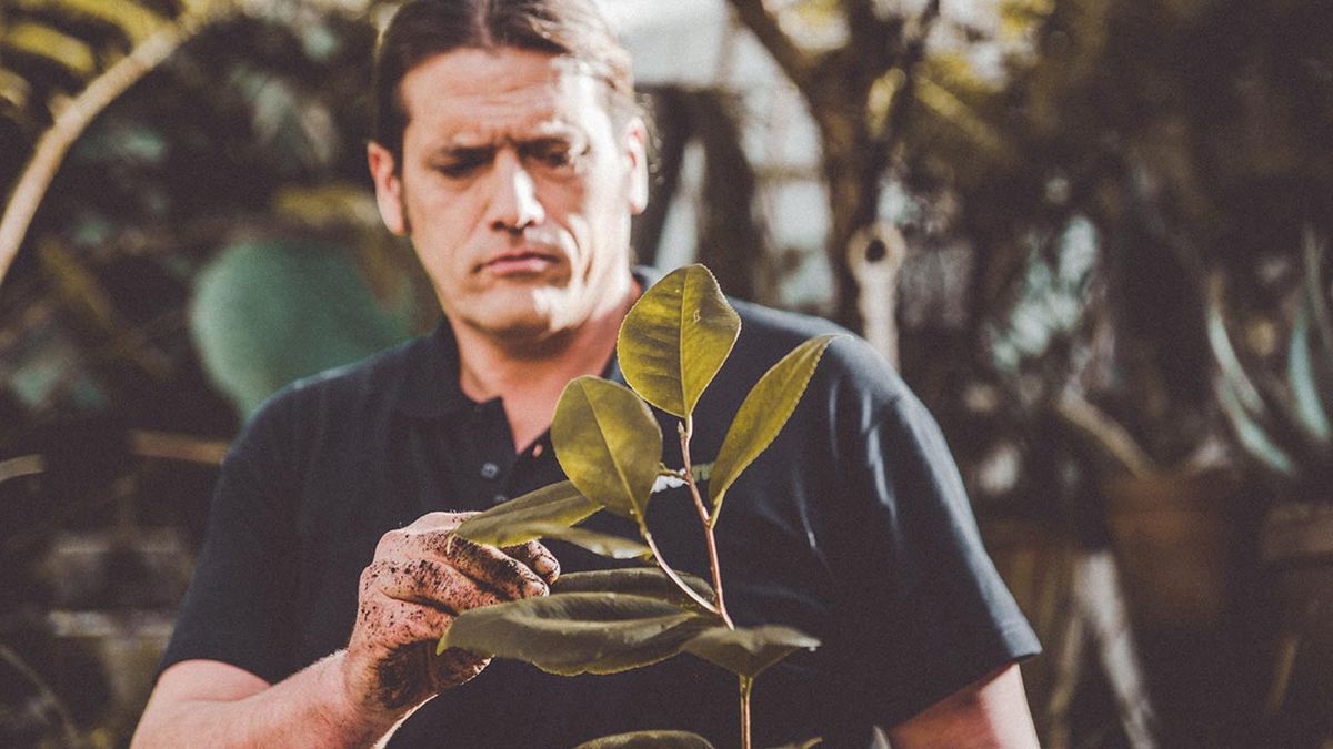 brico 1015 jardin camelia de dos anos