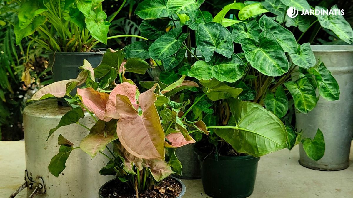 planta singonio caracteristicas cuidados