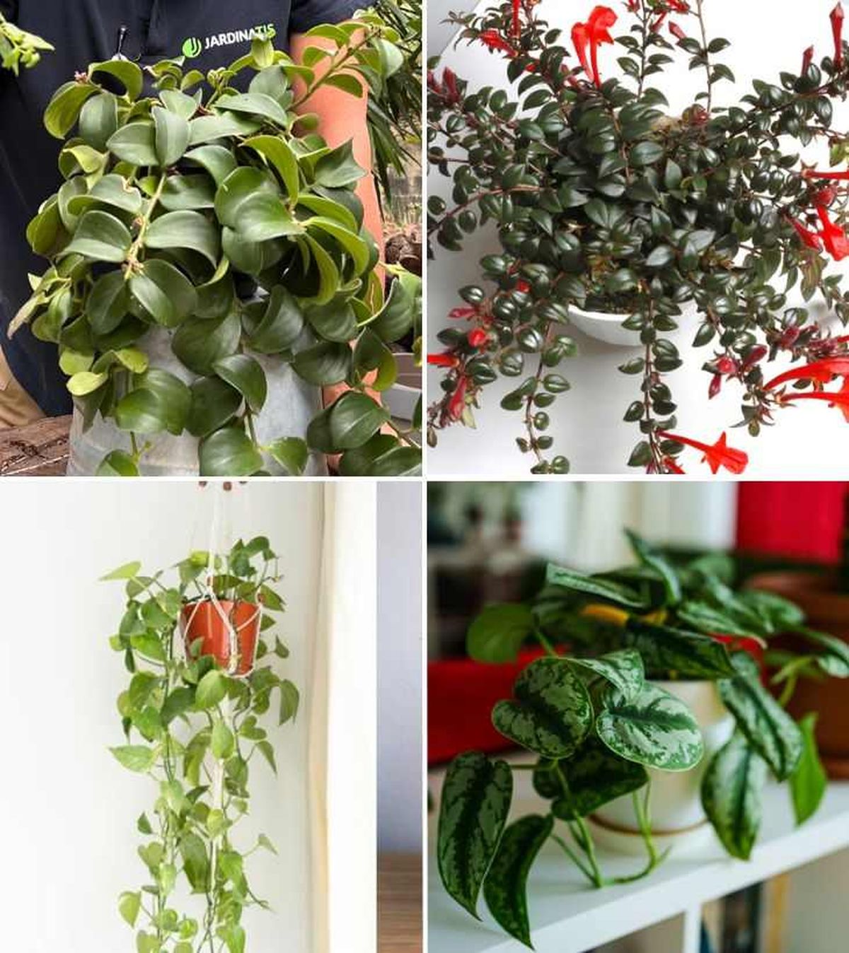 De arriba a abajo: Aeschynanthus radicans, Columnea Krakatau, Epipremnum aureum y Scindapsus pictus