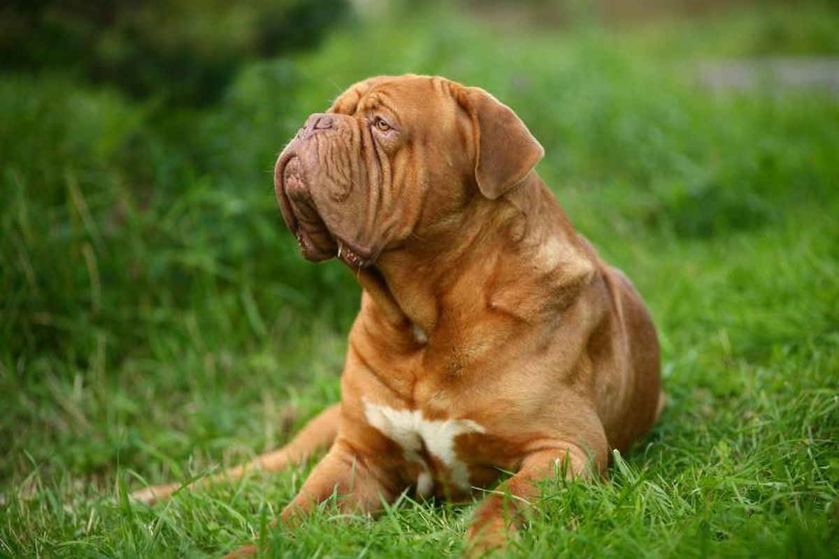 Tiende a ser muy manso y paciente, además de muy cuidadoso y protector.