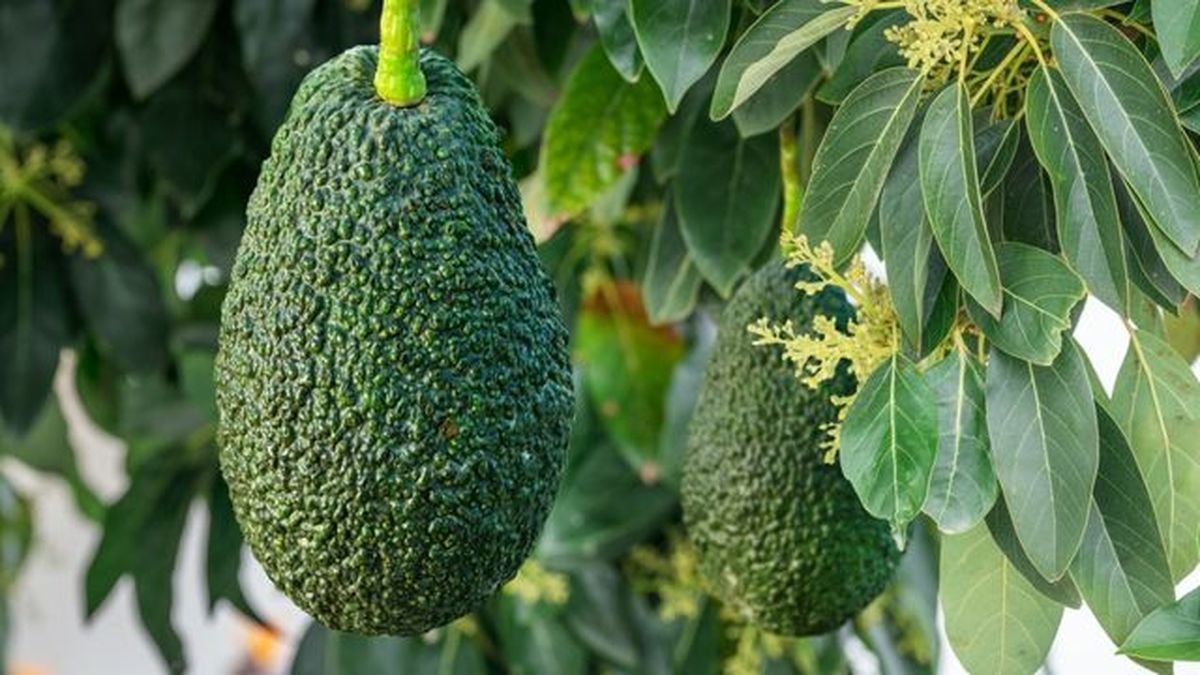 fruto de aguacate