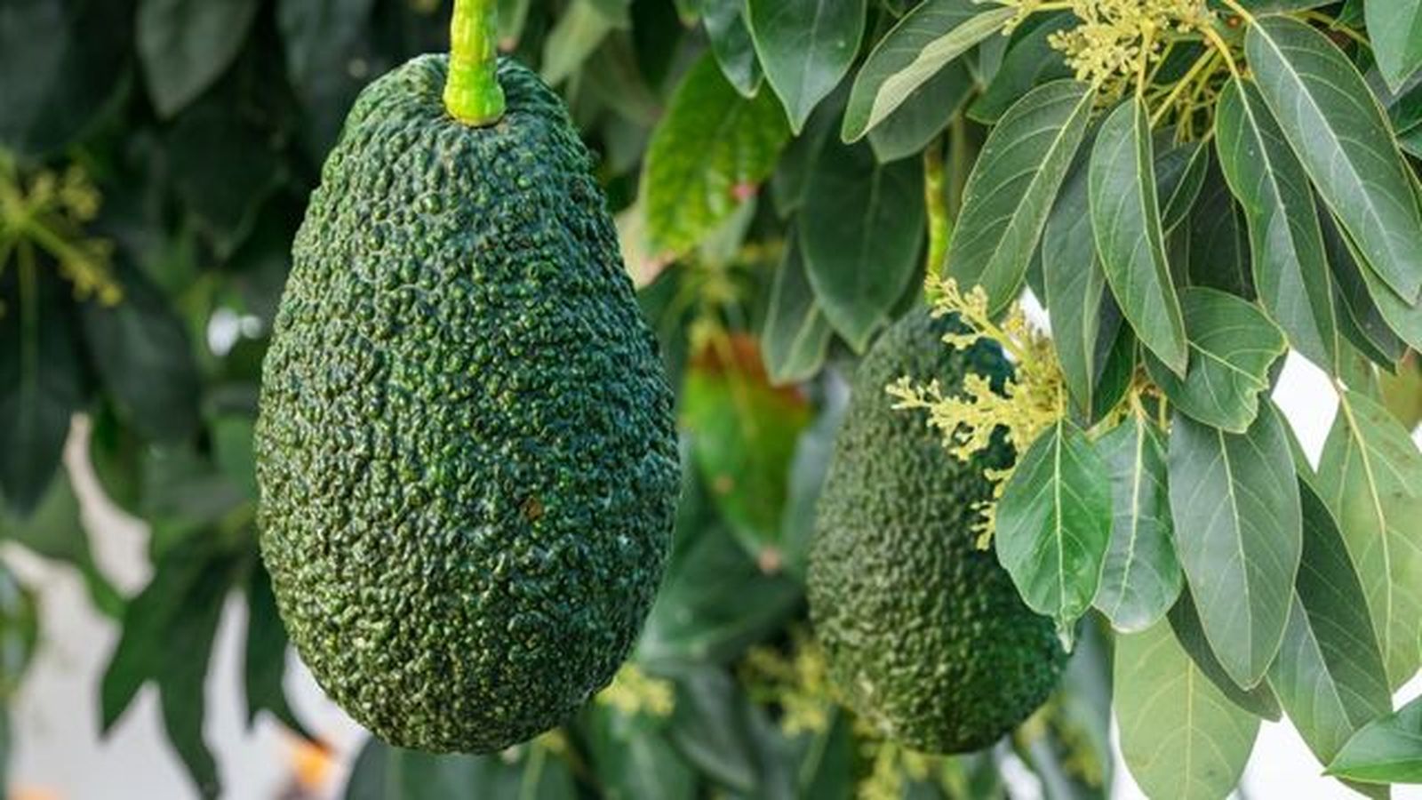 fruto de aguacate fruto de aguacate