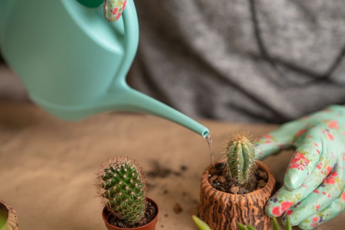 No te excedas con los riegos de los cactus.