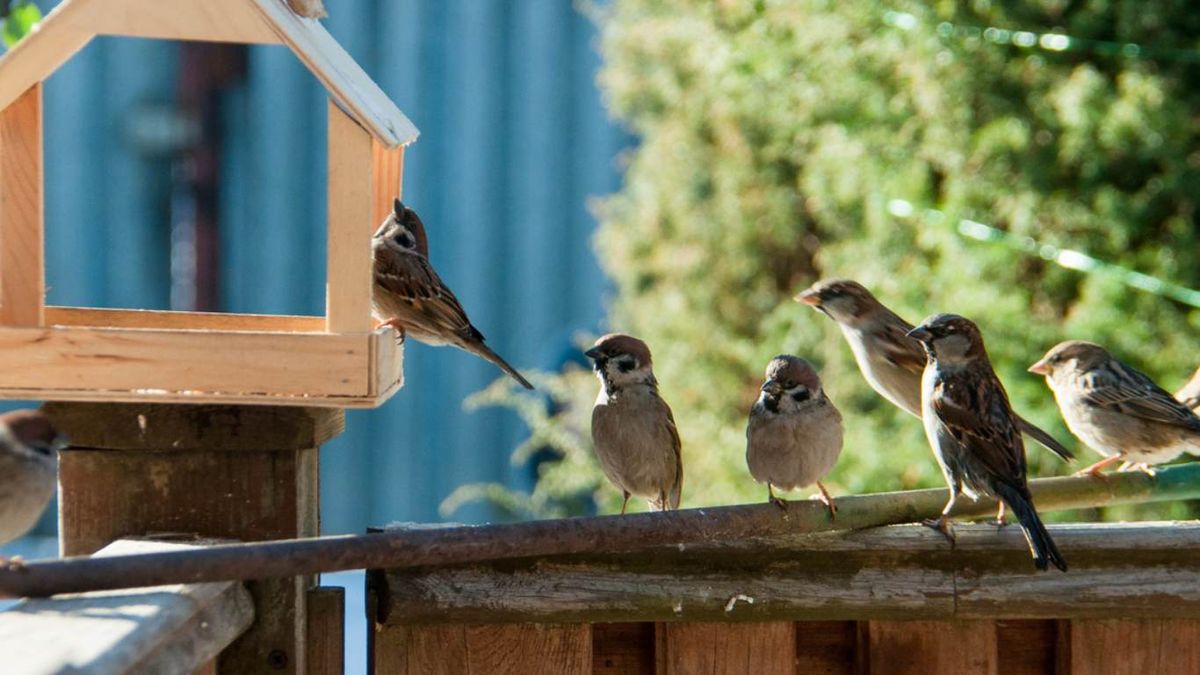 Gorriones alimentandose en el jardín