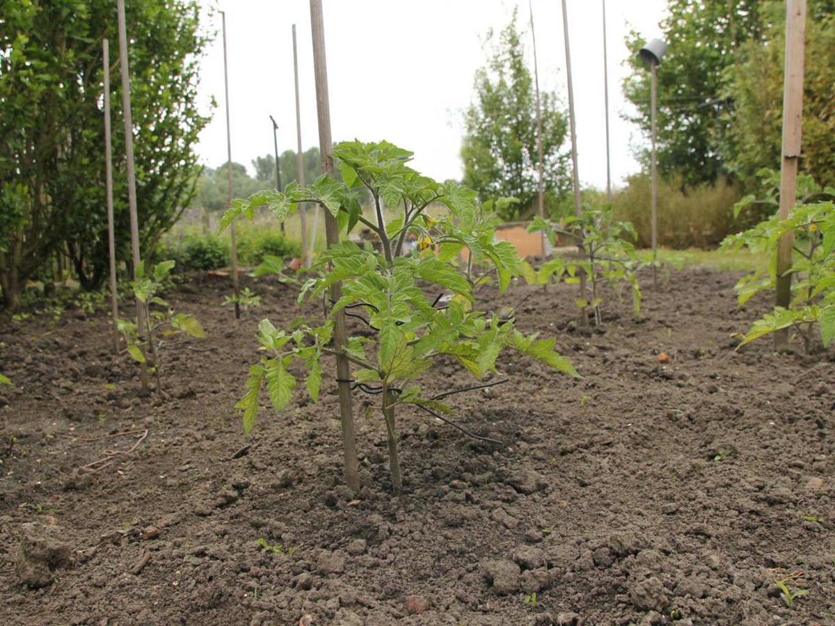 Coloca el tutor o estaca.