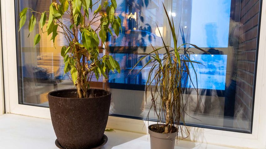 como revivir plantas tras el verano xl