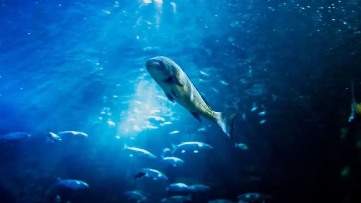 animales que empiezan por v verrugato