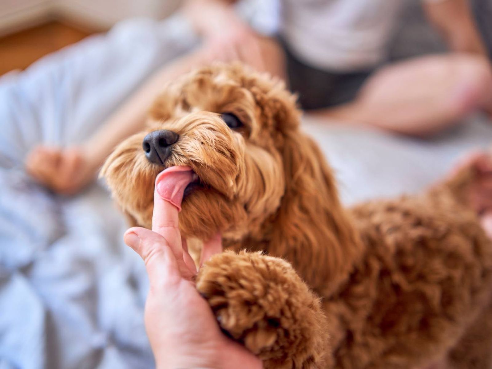 Se pueden encontrar 3 tipos de inteligencia en los perros: Se pueden encontrar 3 tipos de inteligencia en los perros: