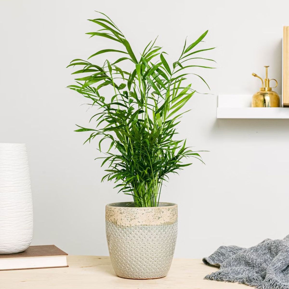 camadorea be green pequeña