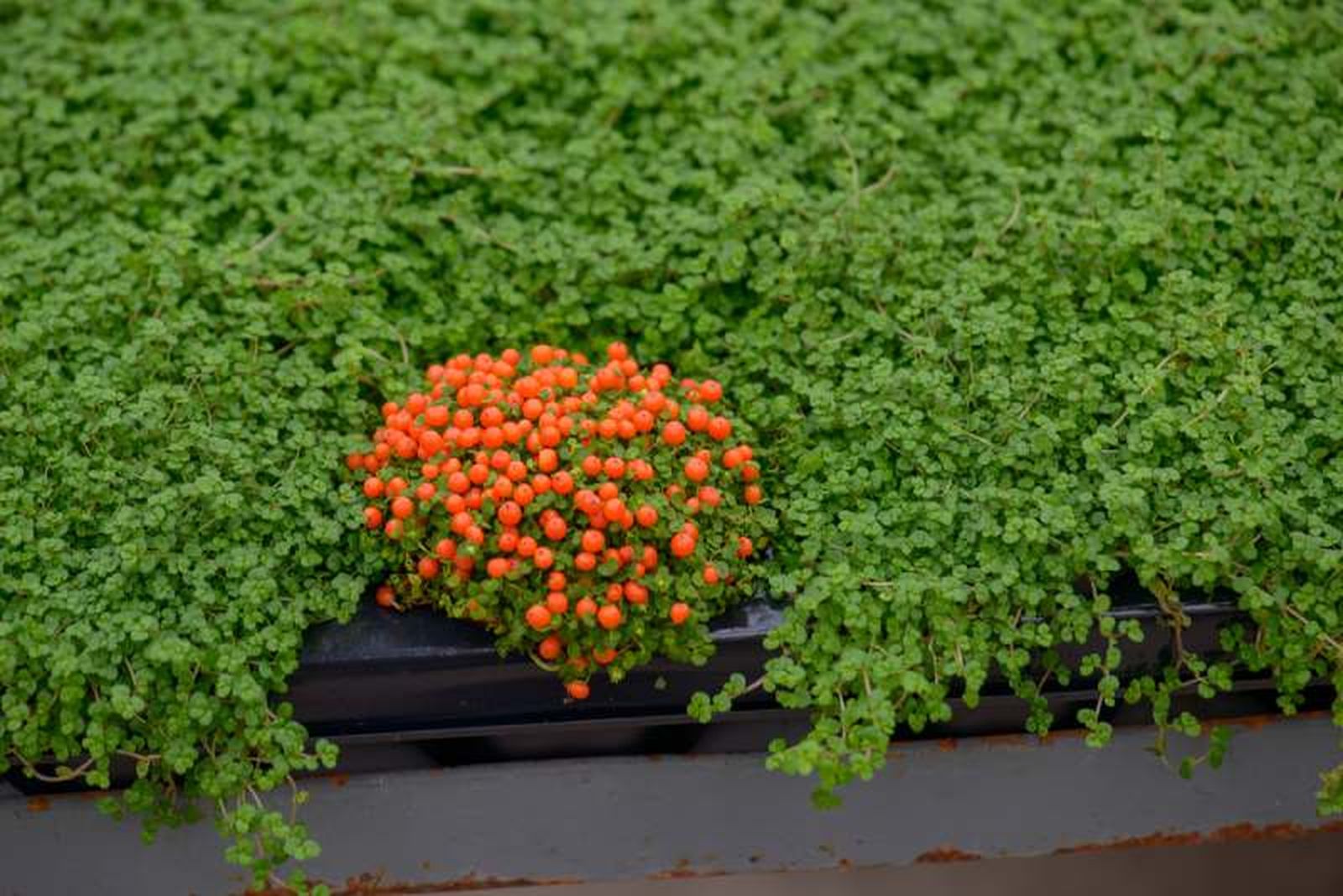 Planta nertera y Soleirolia soleirolii Planta nertera y Soleirolia soleirolii