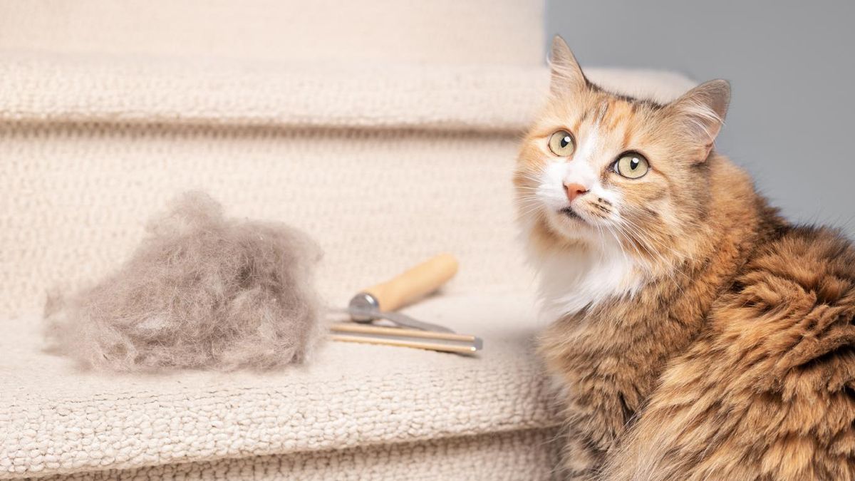 El pelo de los gatos es muy beneficioso para las aves.