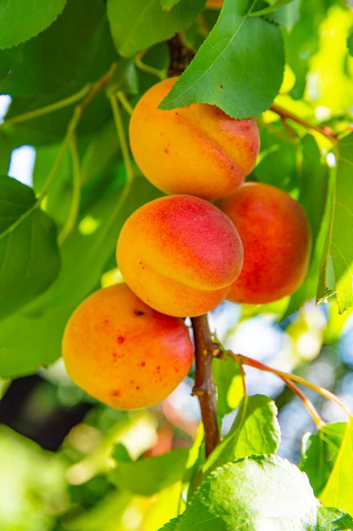 Cuando más rojizo sea el fruto, más sol le habrá dado