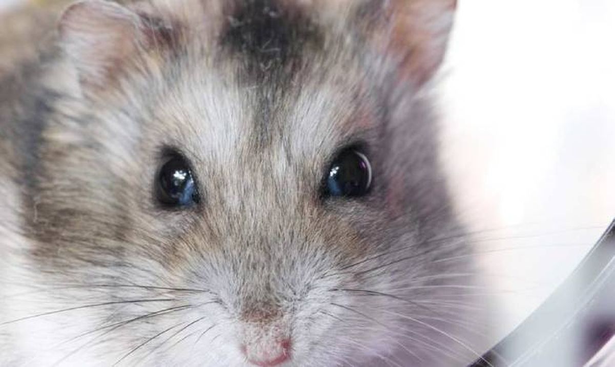 se puede tener dos hamsters rusos juntos (1)