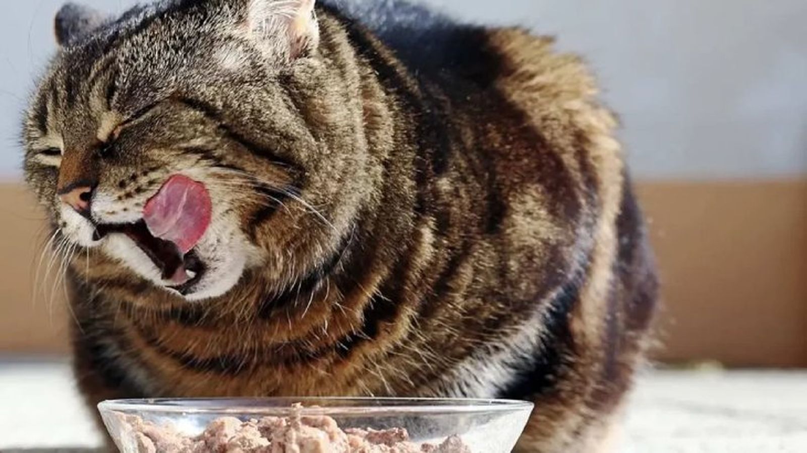 como darle una pastilla a un gato 5 como darle una pastilla a un gato 5