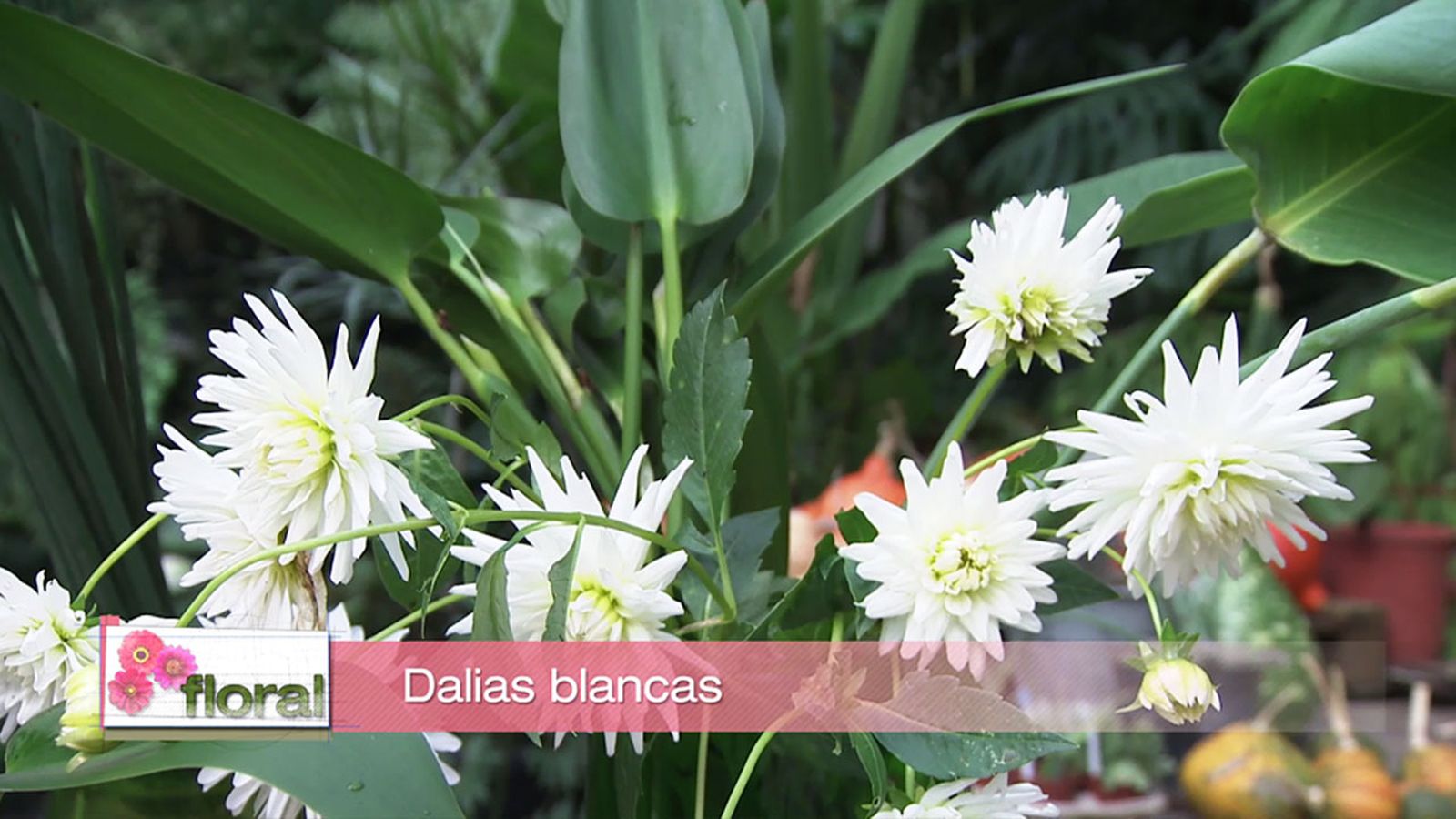 deco 751 jardin compsoiciones floral dalias deco 751 jardin compsoiciones floral dalias