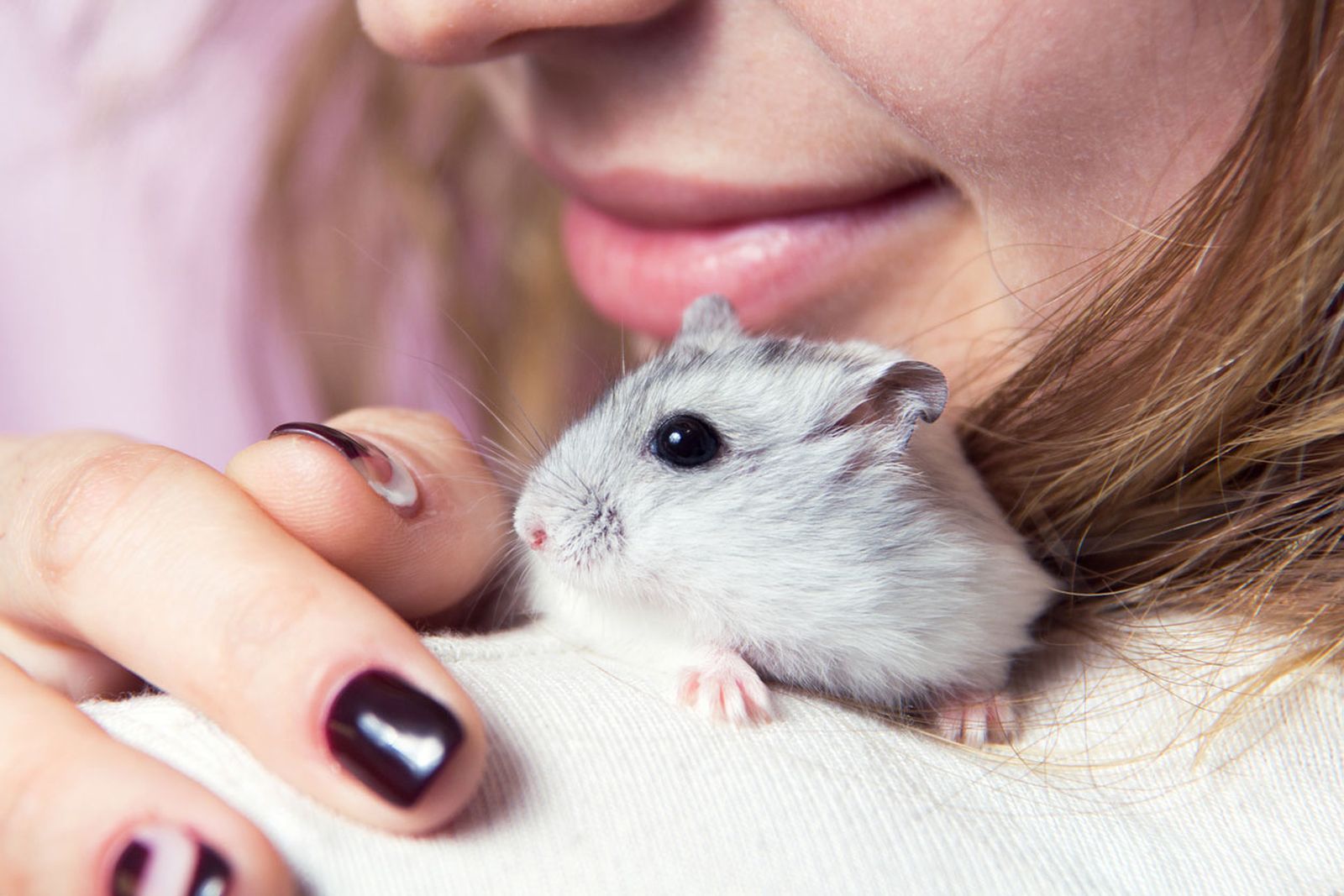 hamster ruso confianza