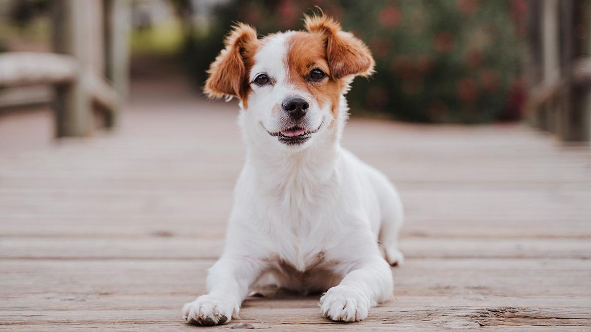 razas perros pequenos 15 jack russell terrier