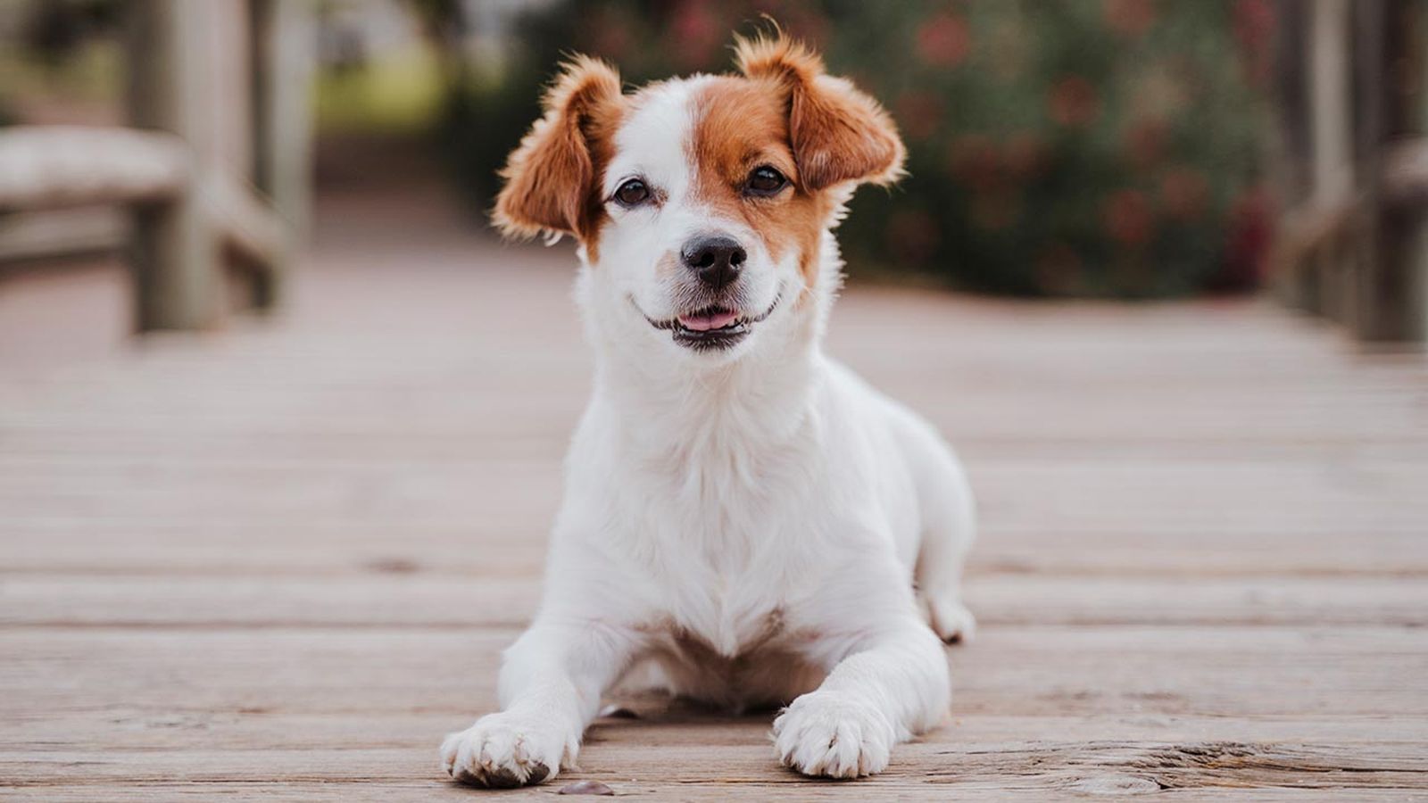 razas perros pequenos 15 jack russell terrier