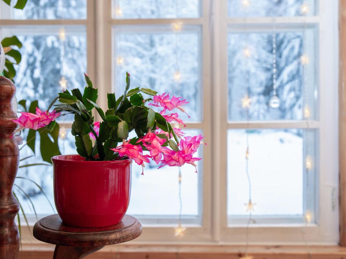 Cactus de Navidad (Schlumbergera x Buckleyi).