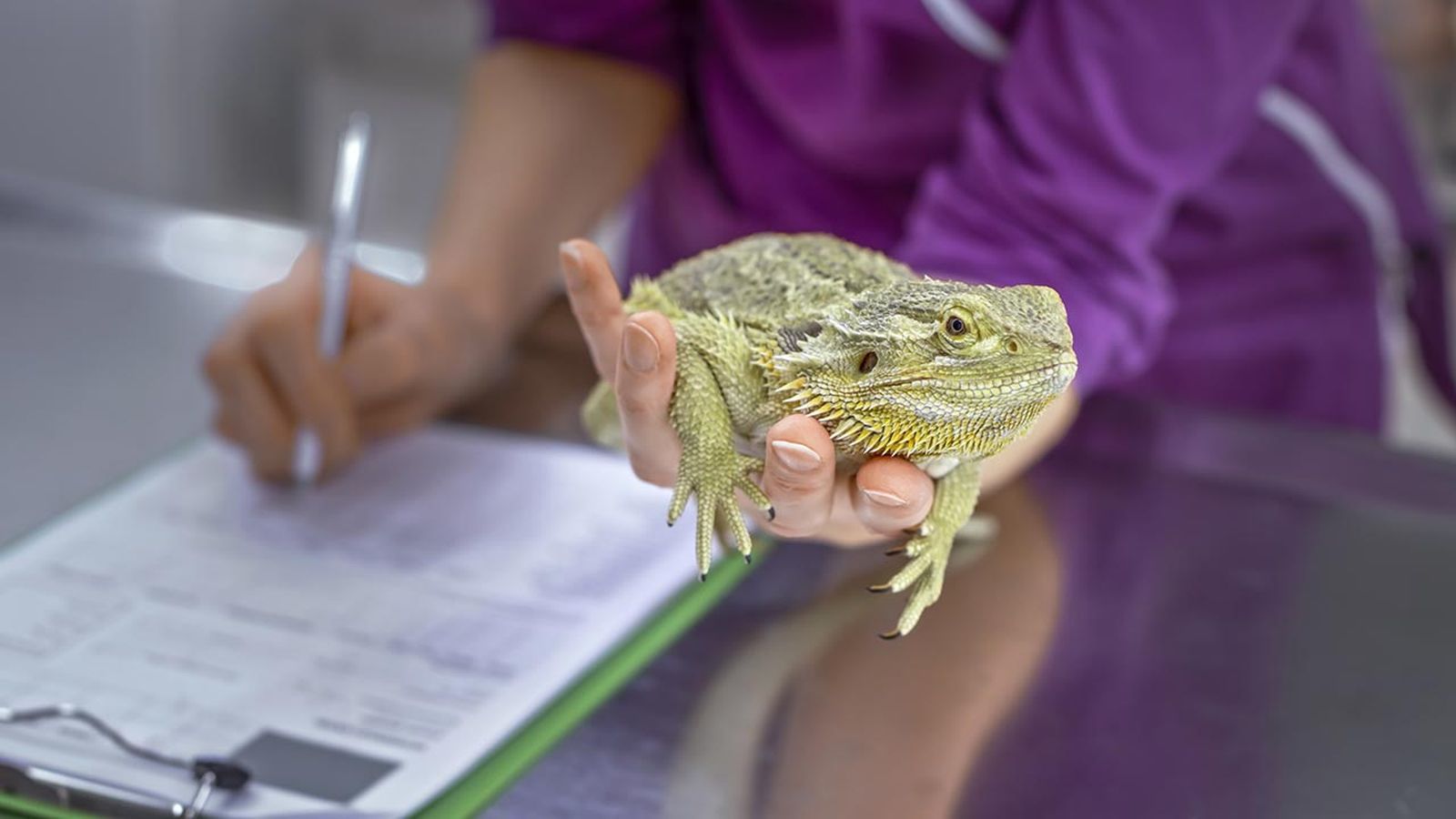 veterinarios exoticos por que acudir a ellos lagarto veterinarios exoticos por que acudir a ellos lagarto