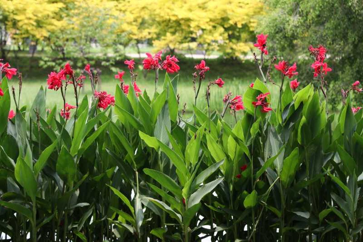 Canna indica en el jardín