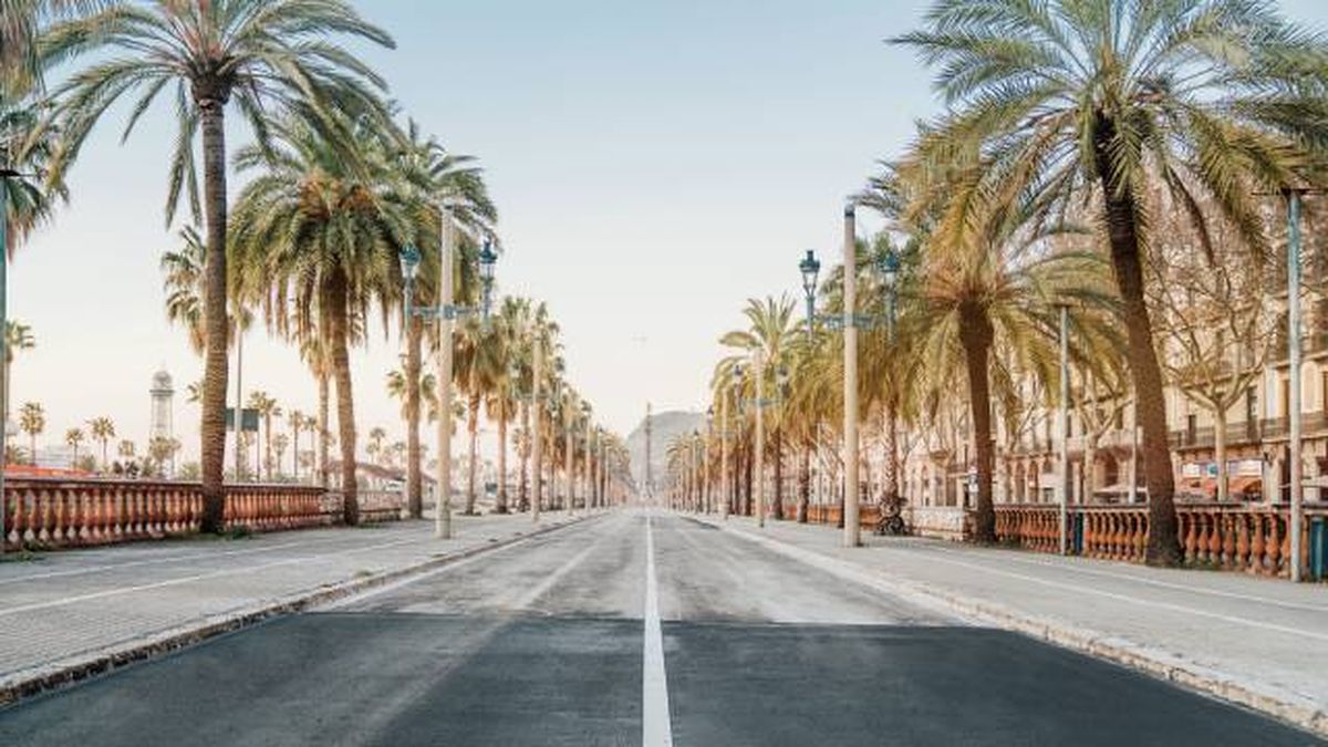 palmeras en un paseo de barcelona