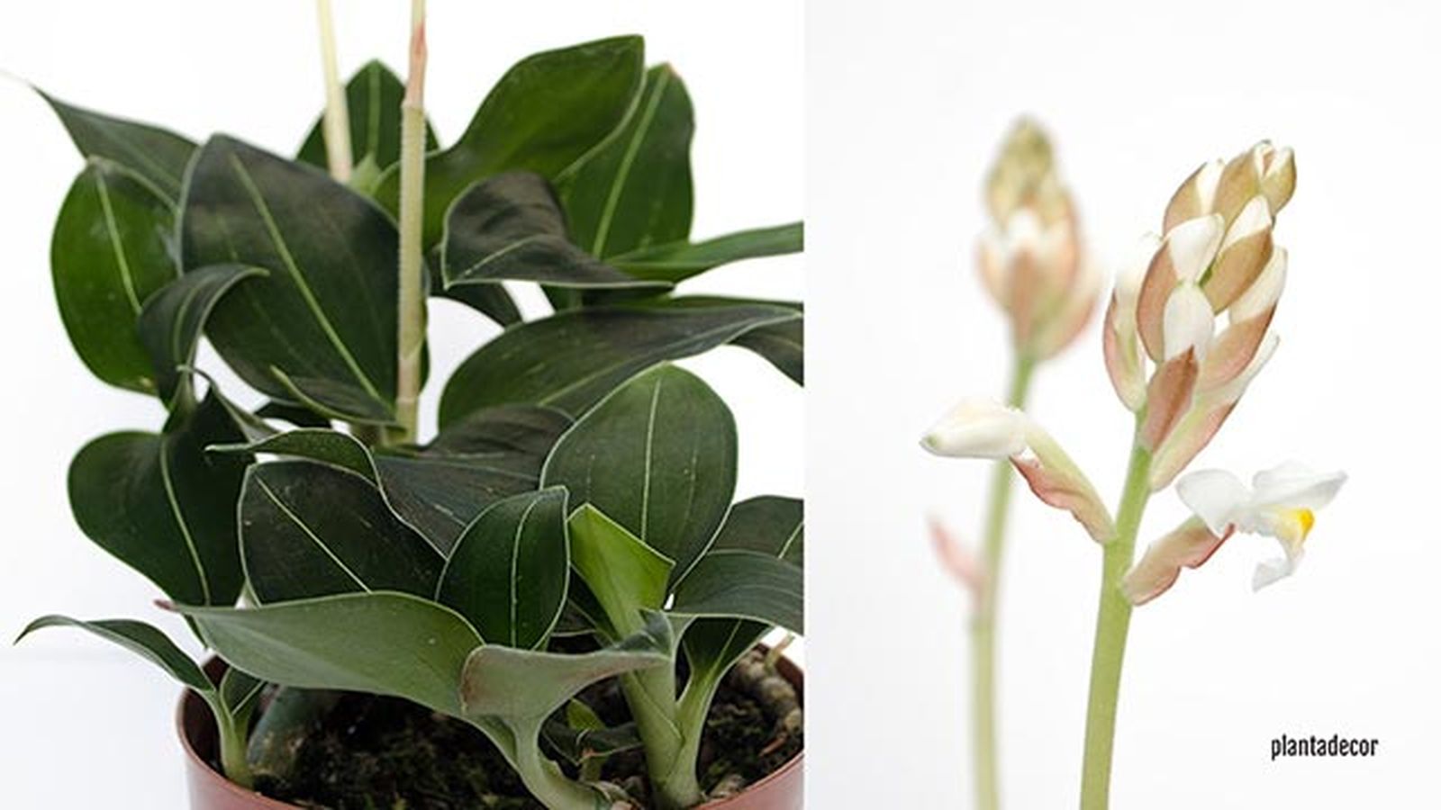 ludisia discolor green velvet xl ludisia discolor green velvet xl