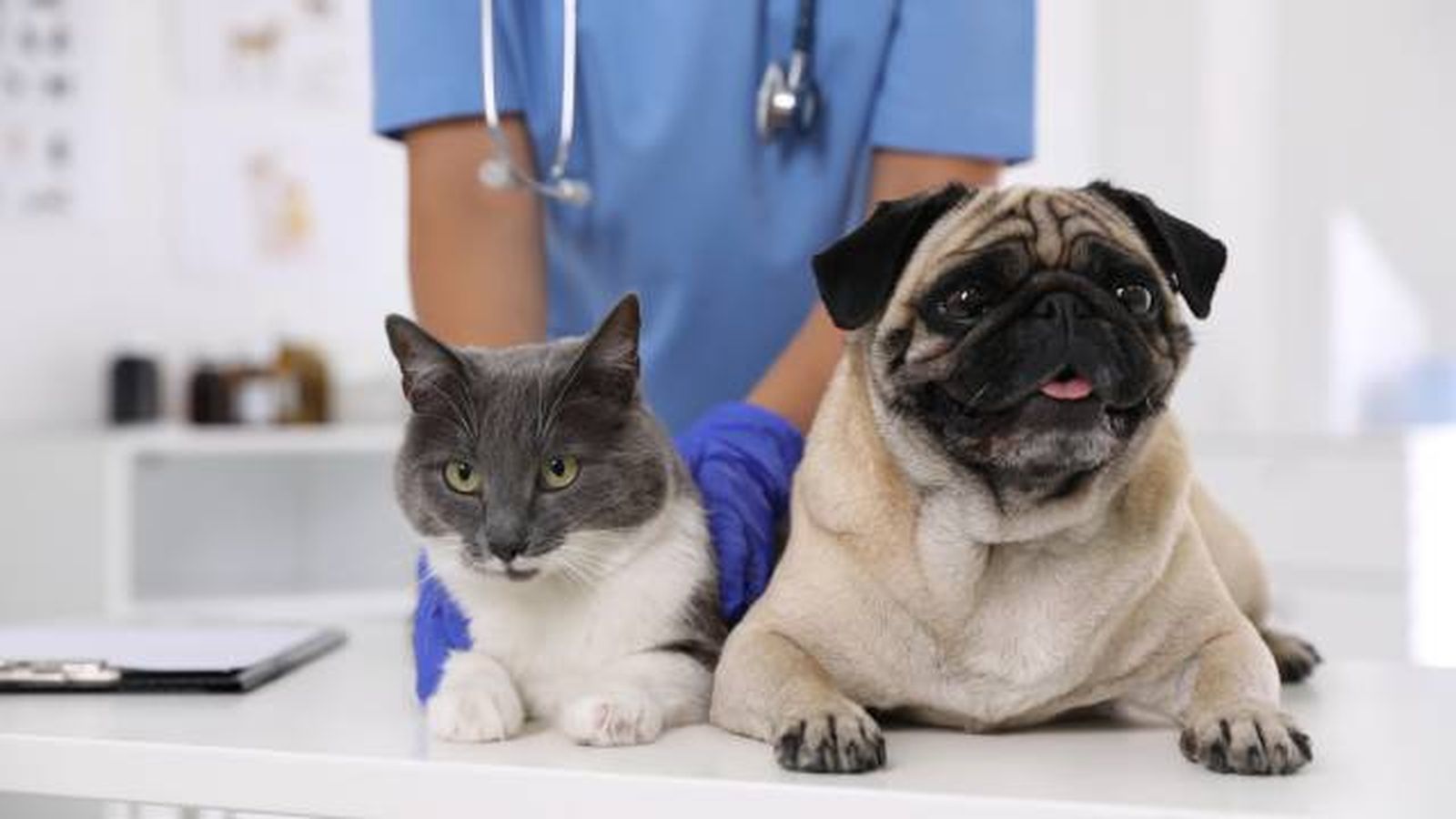 mascotas tratamiento antirparasitario segun tipo animal
