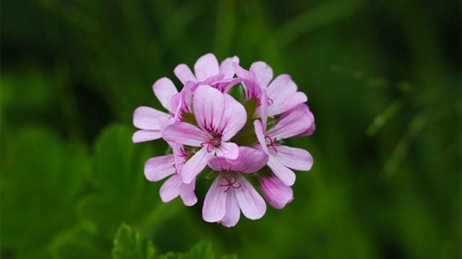 Pelargonium graveolens Pelargonium graveolens