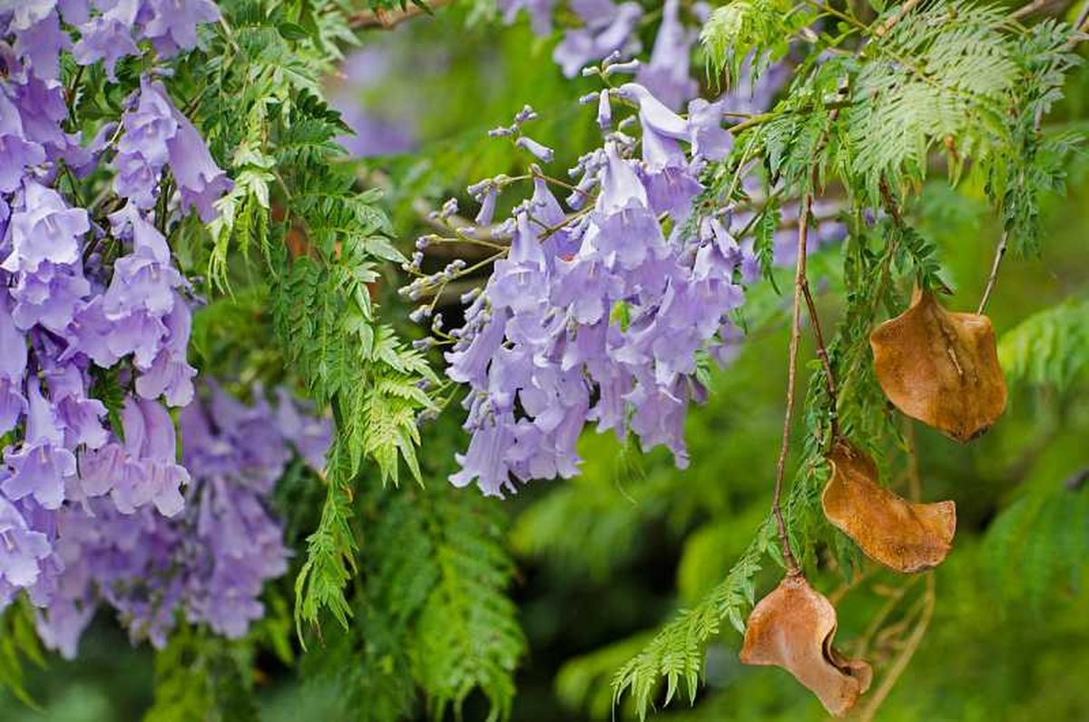Flores y fruto de la jacaranda