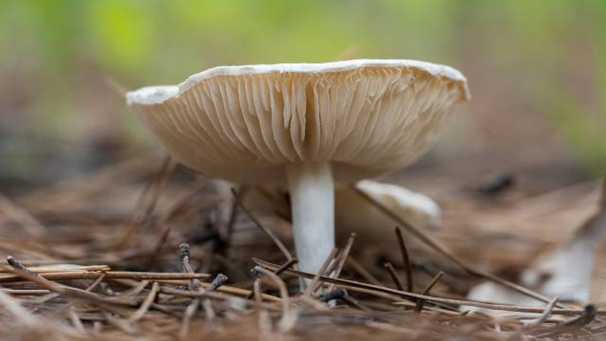 setas toxicas venenosas mascotas Espana Clitocybe