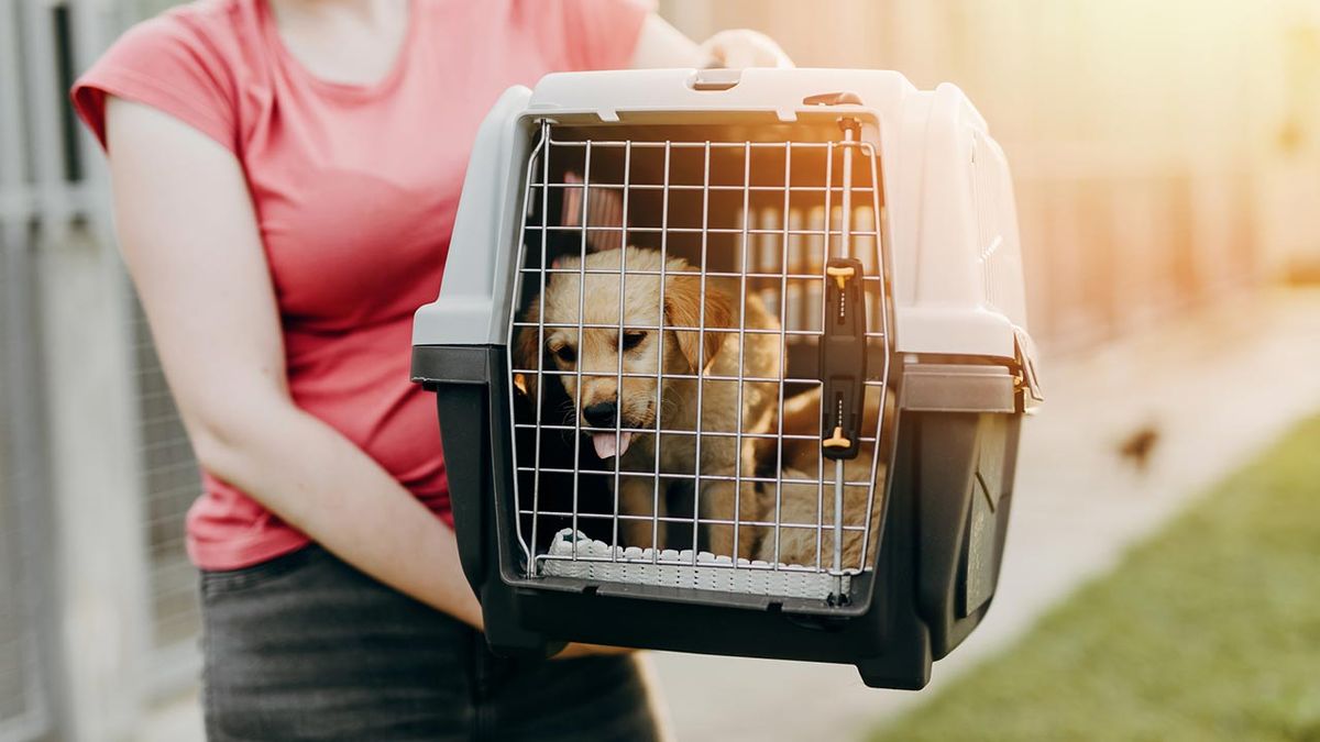 cosas donar refugio animales 9