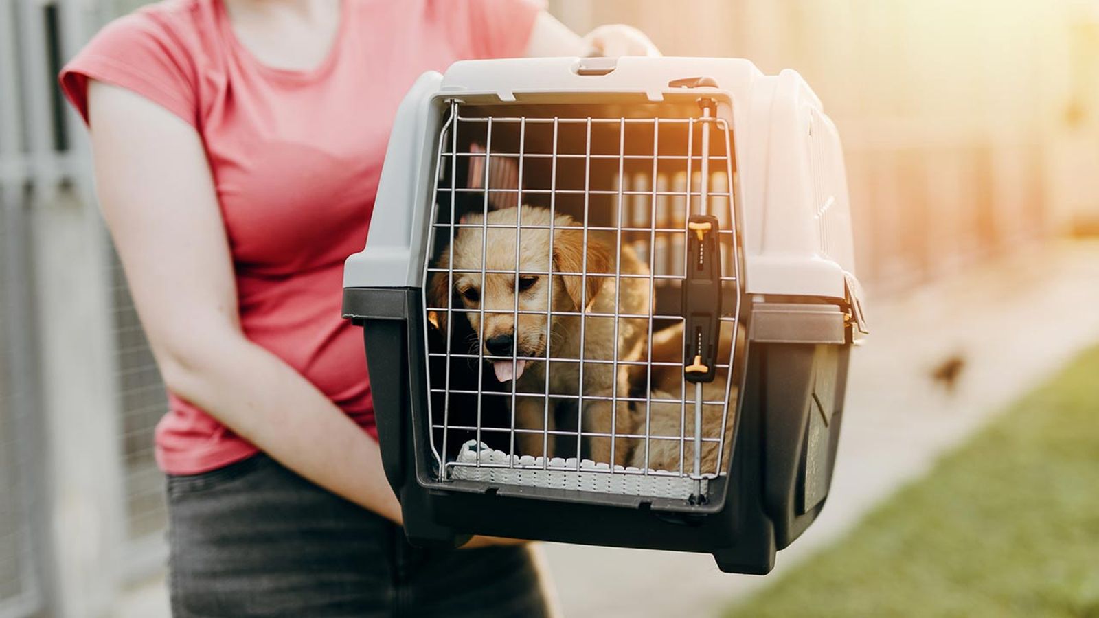 cosas donar refugio animales 9 cosas donar refugio animales 9