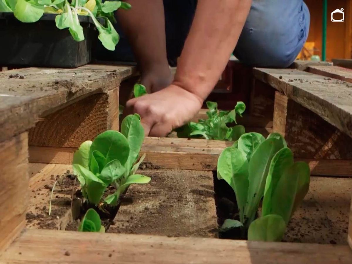 Lechugas en estructura de palet