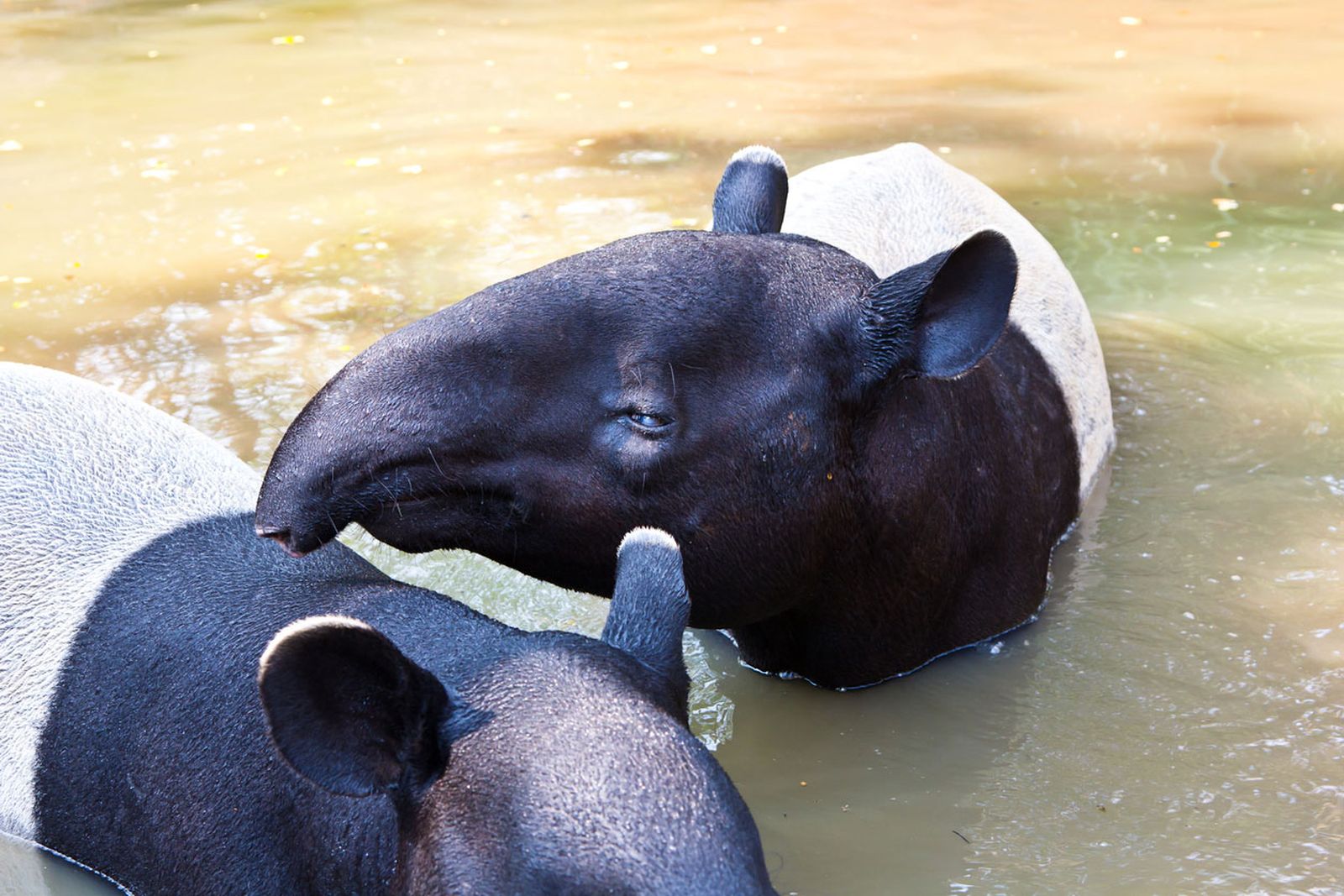 tapir malayo pareja tapir malayo pareja