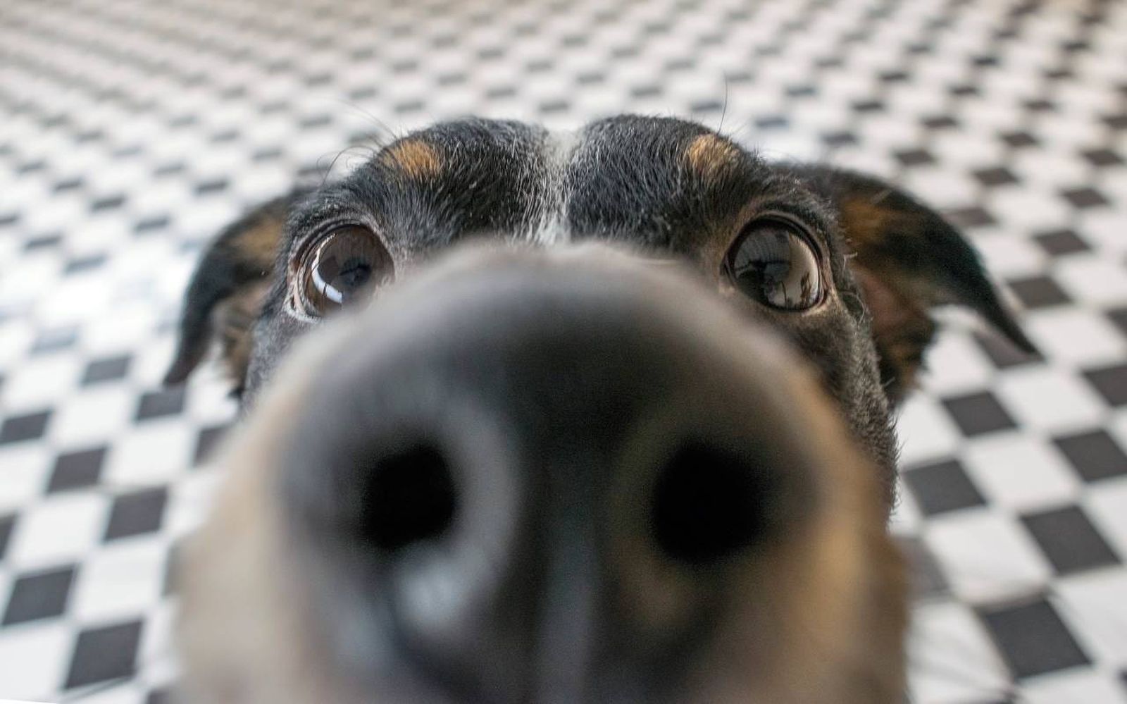 Los perros son capaces de comprender y entender una gran variedad de órdenes básicas.