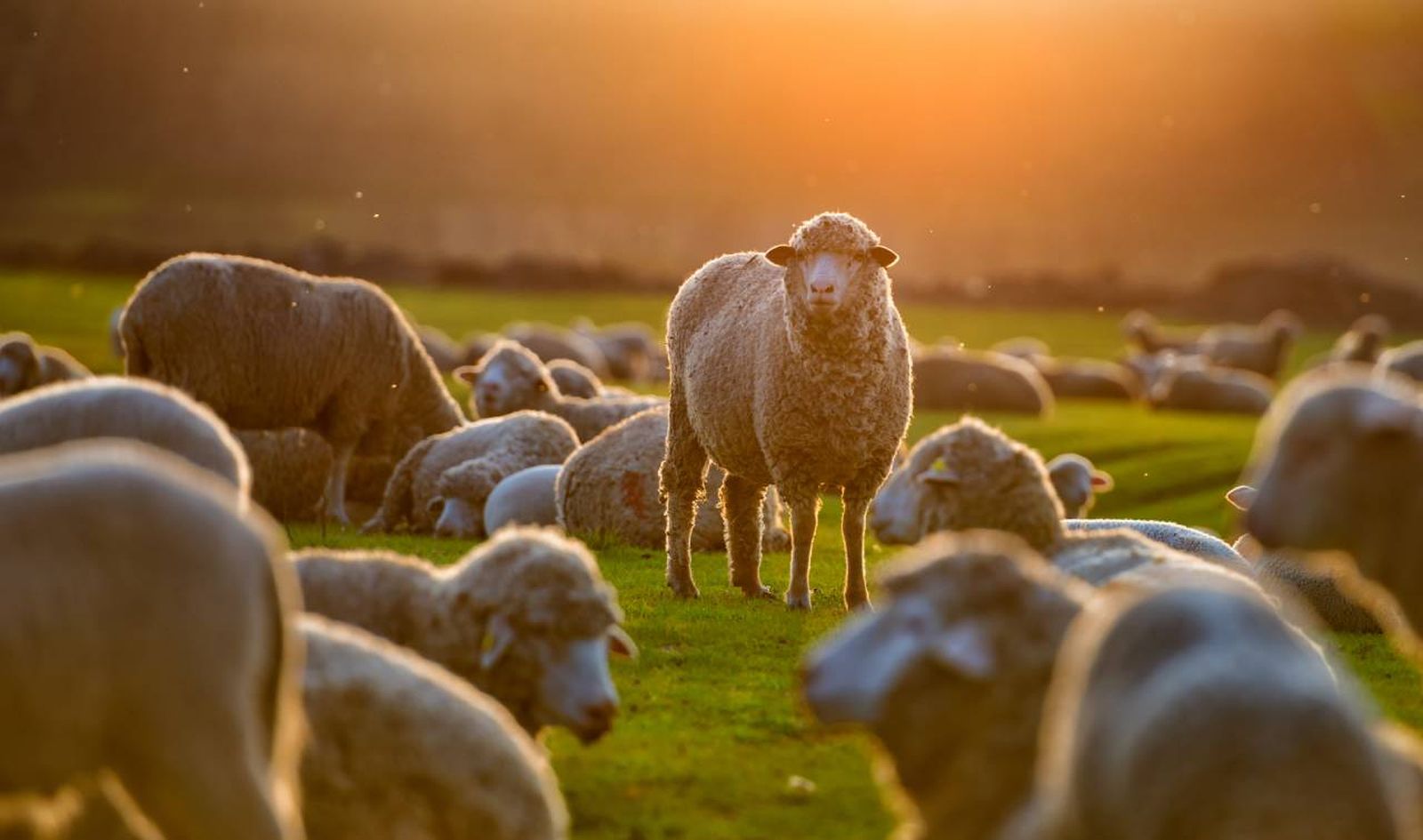 ¿Los lobos atacan principalmente a ovejas y otros animales domésticos?