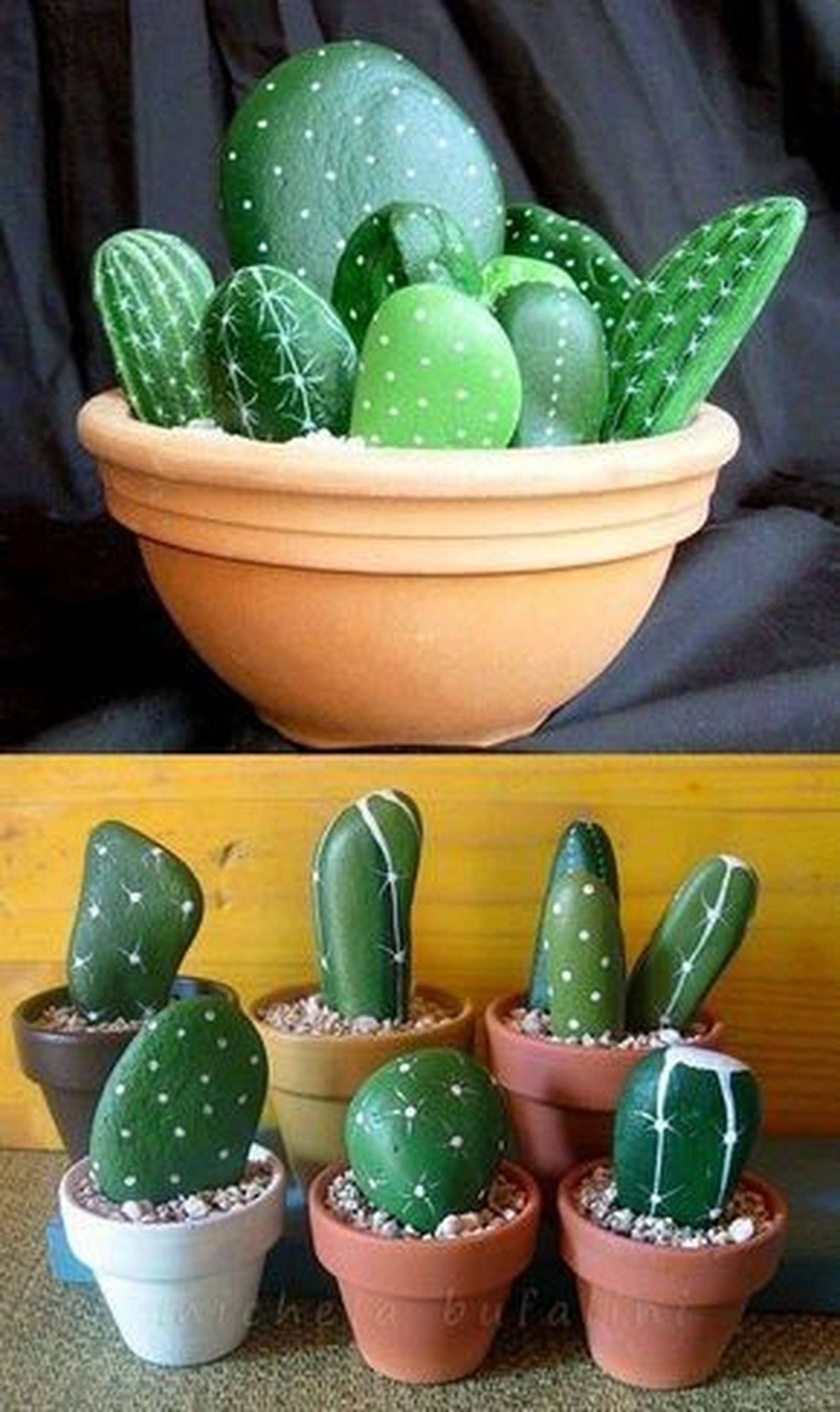 cactus con piedras cactus con piedras