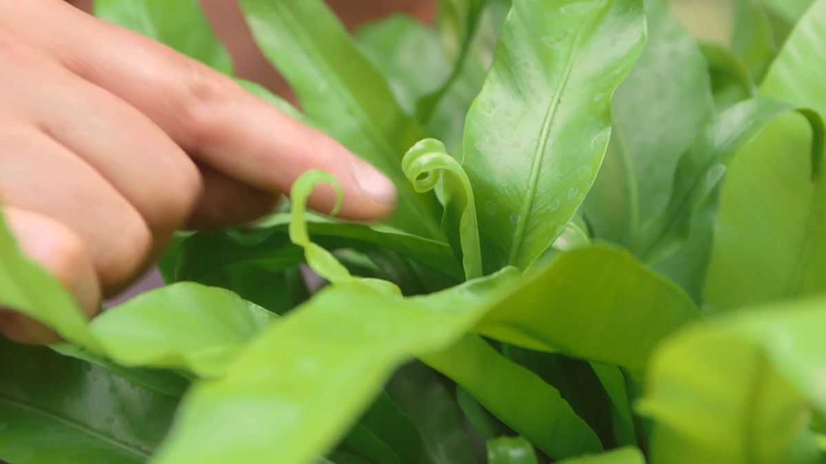 Bricomania 919 3 plantacion helechos colgantes helecho asplenium