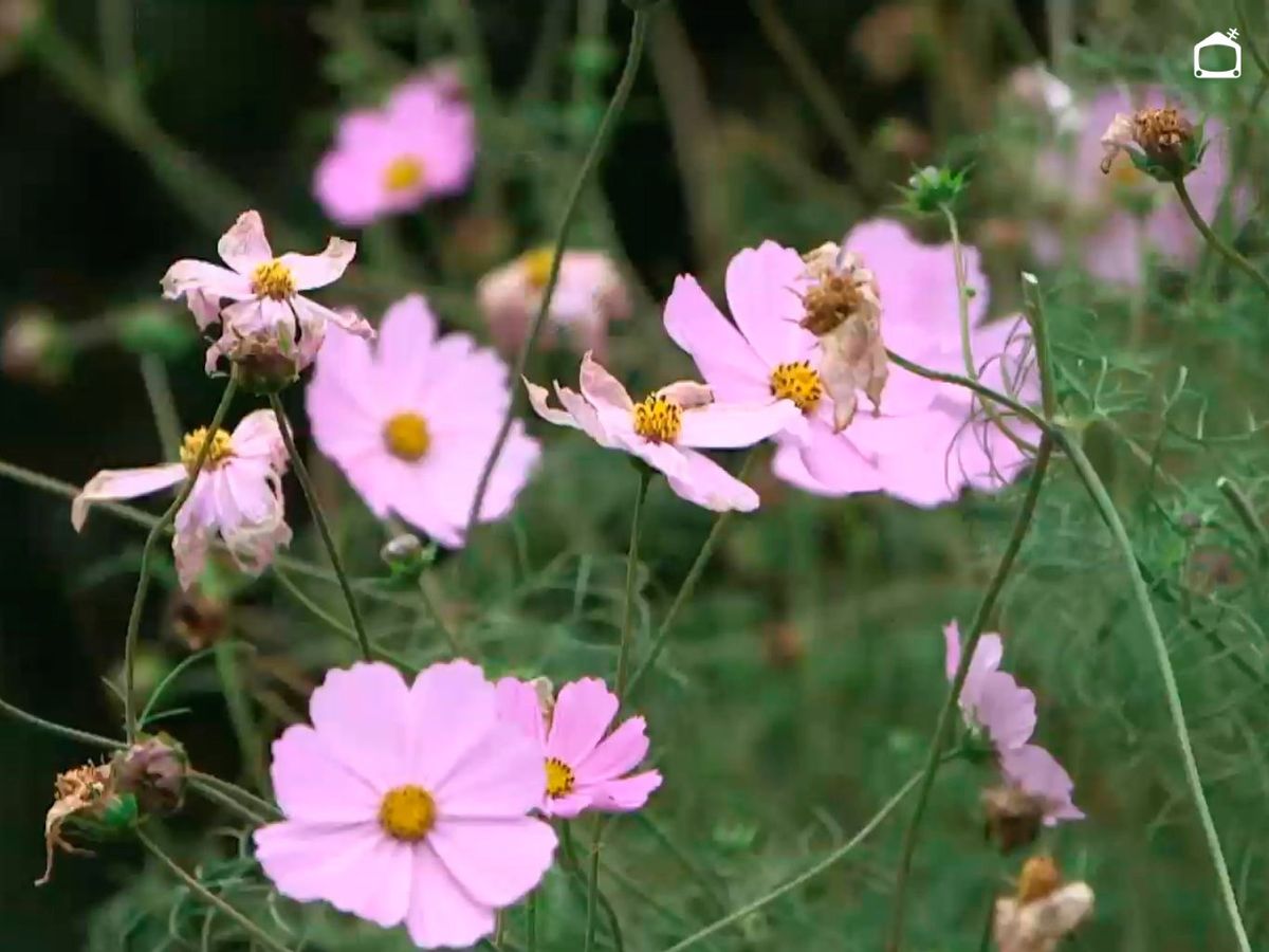 Conviene quitar las flores secas o marchitas de cosmos.