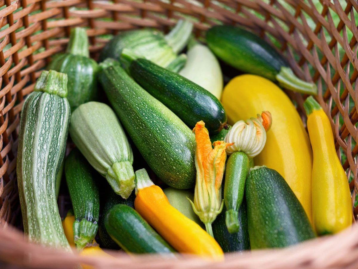 Según la variedad, el calabacín presenta forma alargada o redonda y piel de distintos tonos
