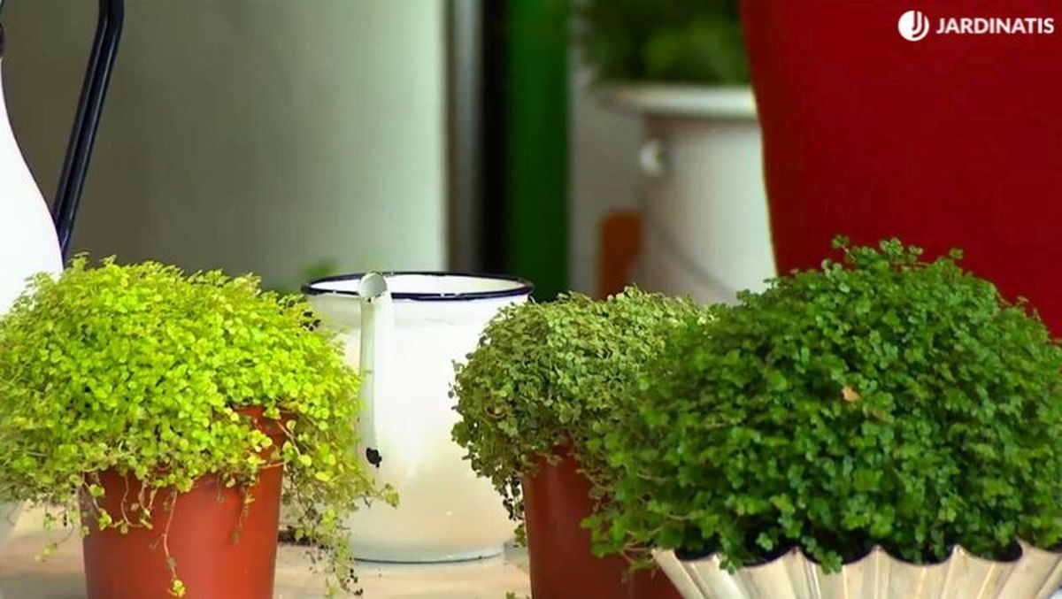 Distintas tonalidades de hojas de la Soleirolia