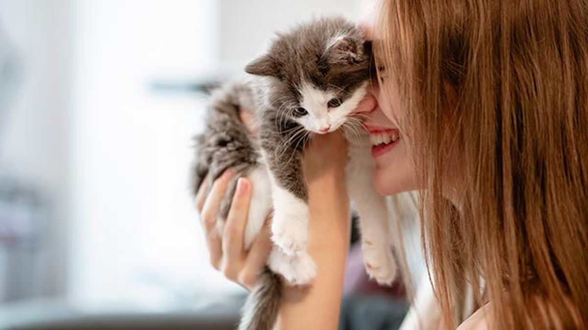 diferenciar gato macho hembra gatito