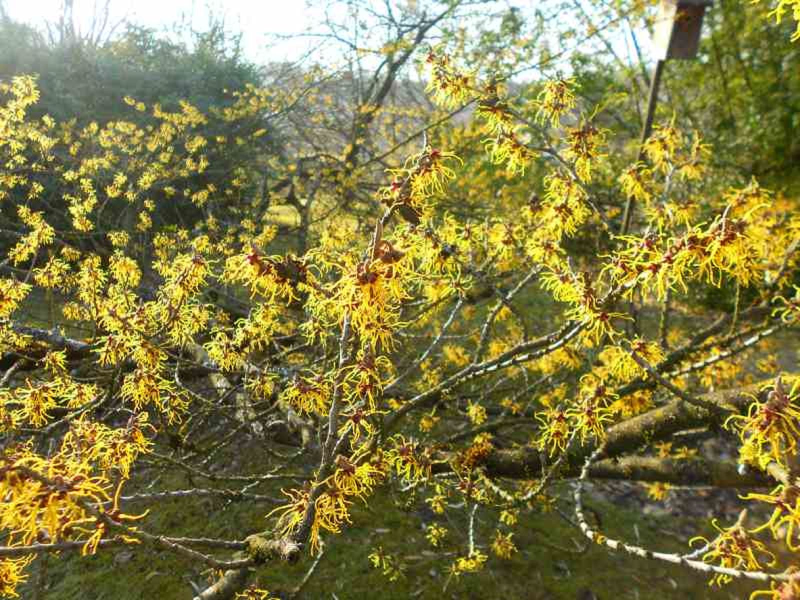 Hamamelis virginiana de flor amarilla. Hamamelis virginiana de flor amarilla.