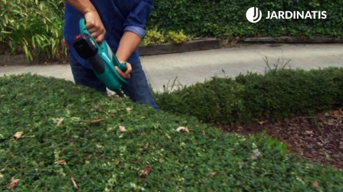 pinzamiento del arbusto lonicera nitida brico 831 jardin
