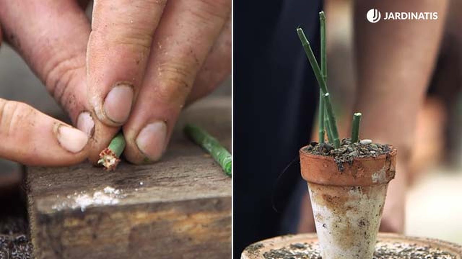 como reproducir por esqueje la euphorbia tirucalli jardinatis 20 como reproducir por esqueje la euphorbia tirucalli jardinatis 20